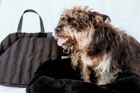 Premium Dog Carrying Bag (Black)