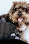 Premium Dog Carrying Bag (Black)